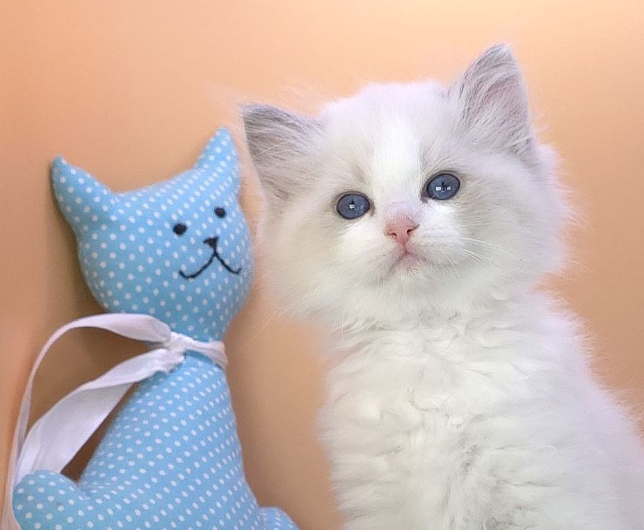 images/AvailableKittens/Christian website.jpg